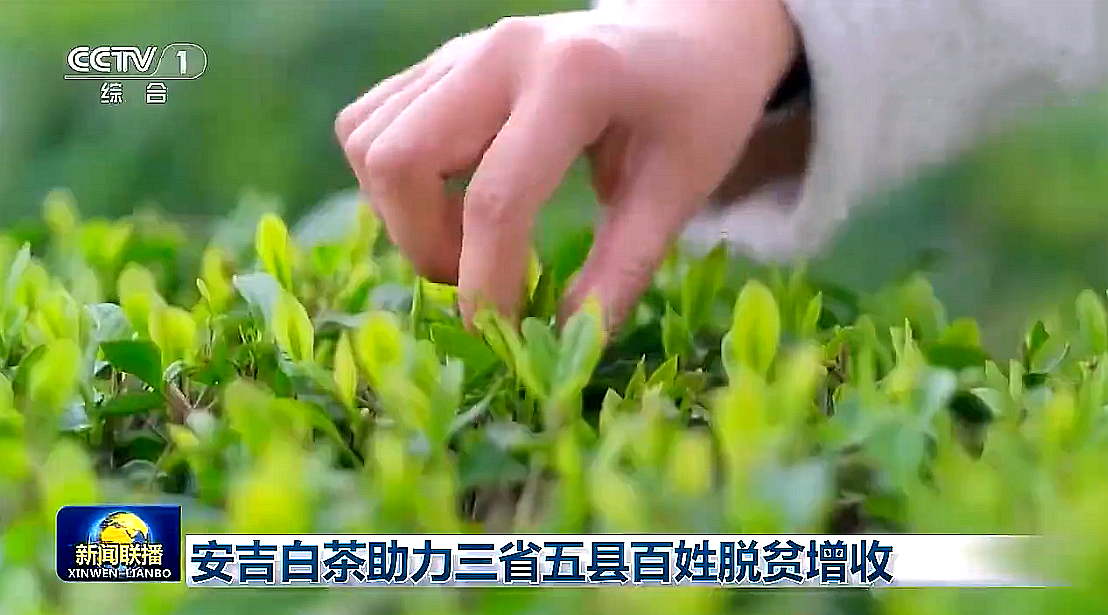 “白叶一号”工程再度受央视关注，雷火体育（中国）国际平台,雷火 SPORTS携手东西部，先富帮后富，共谋乡村振兴路
