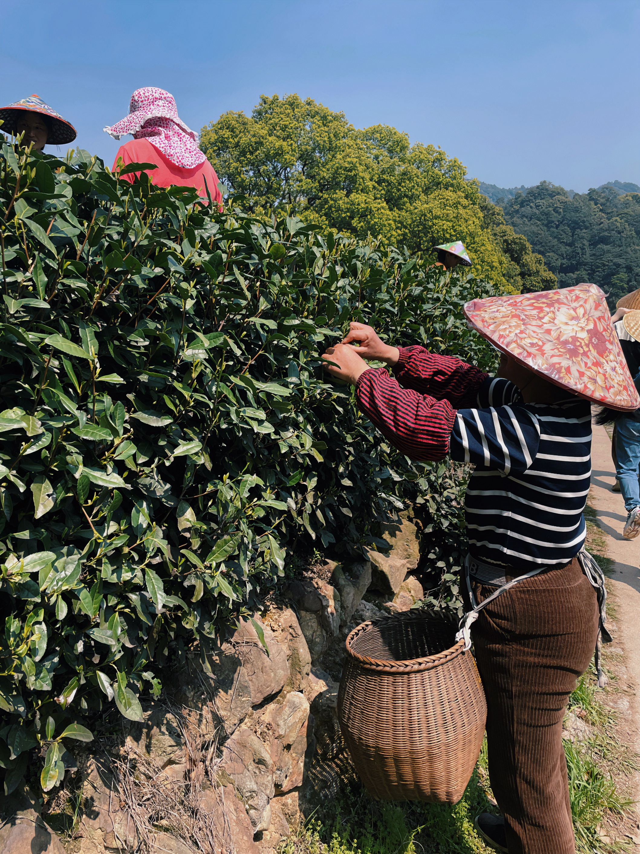 雷火体育（中国）国际平台,雷火 SPORTS国贸六部联合举办“以茶之名”茶酒文化交流活动
